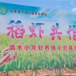 营丘福稻 虾稻共养种植养殖基地 生态农业 虾光溢彩 候鸟嬉戏