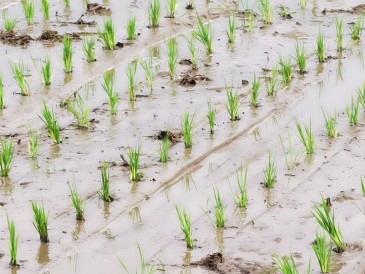 插秧 营丘福稻 农业种植 水稻种植 田间地头 福稻农业